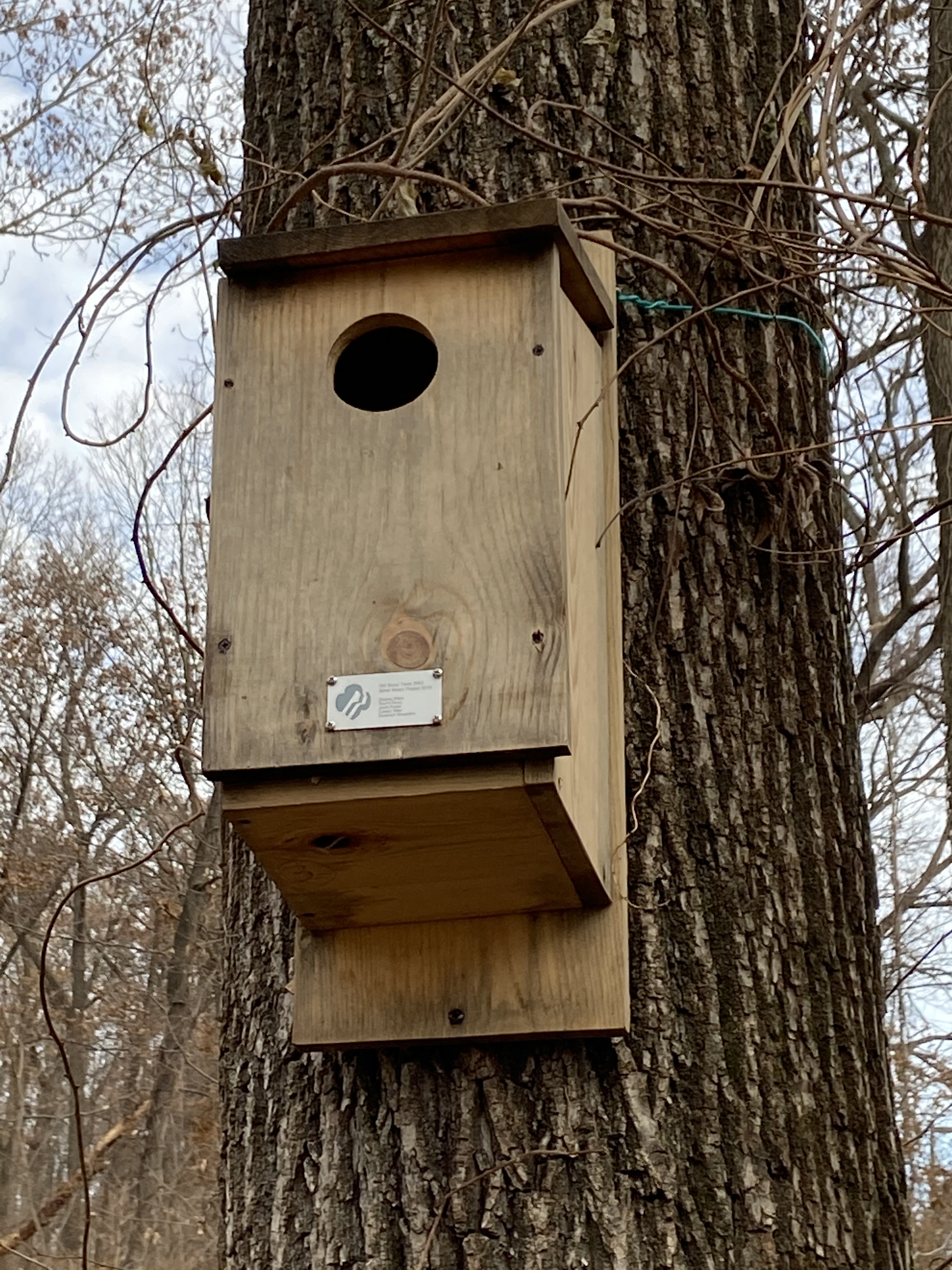 Eastern Screech Owl Box Image